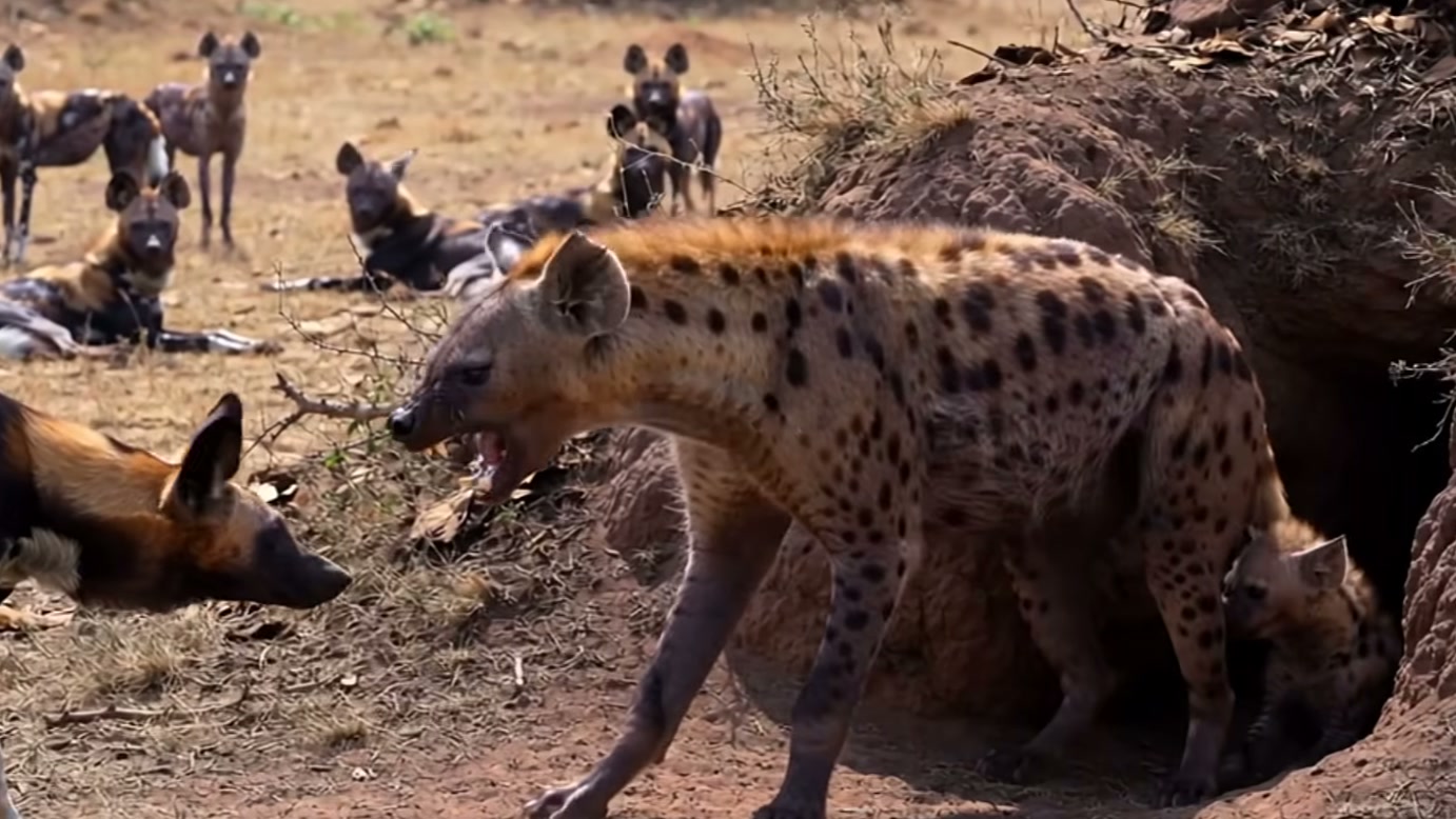 Cães-selvagens cercam uma hiena perto de sua toca e parecem ter vantagem, mas a chegada de outros adultos fecha as saídas na narrativa do vídeo