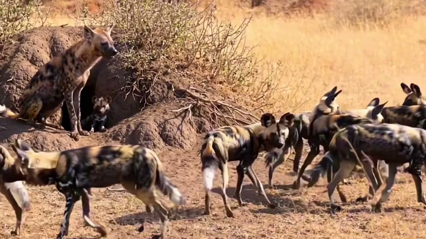 Cães-selvagens cercam uma hiena perto de sua toca e parecem ter vantagem, mas a chegada de outros adultos fecha as saídas na narrativa do vídeo