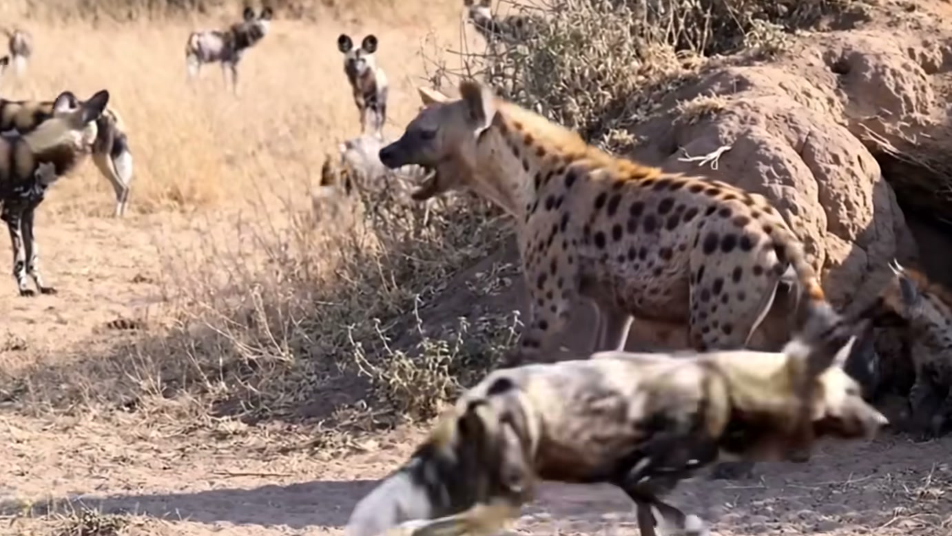 Cães-selvagens cercam uma hiena perto de sua toca e parecem ter vantagem, mas a chegada de outros adultos fecha as saídas na narrativa do vídeo