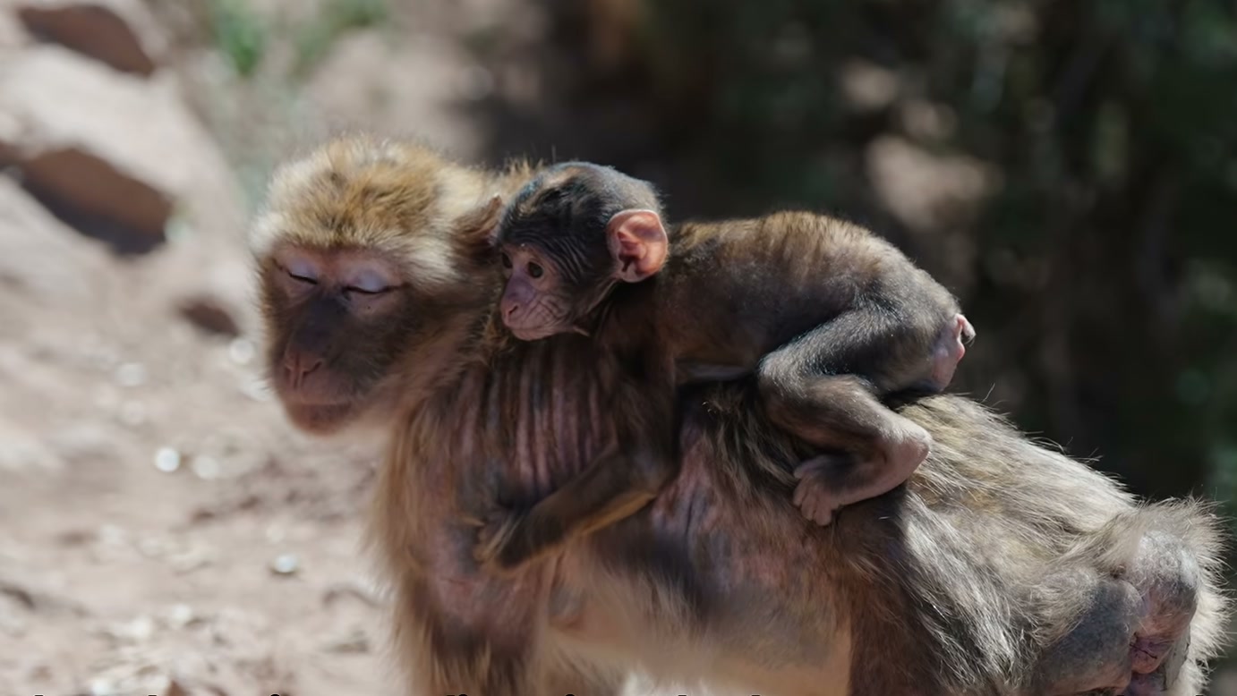 Macaca leva filhote para o alto das árvores para escapar de predadores, mas uma águia chega por cima e muda a ameaça na narrativa do vídeo