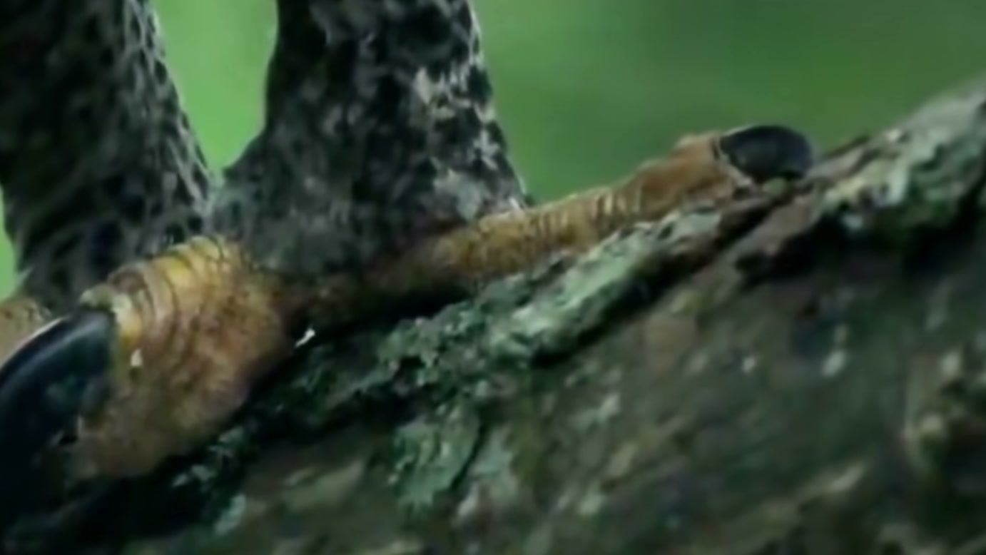 Macaca leva filhote para o alto das árvores para escapar de predadores, mas uma águia chega por cima e muda a ameaça na narrativa do vídeo
