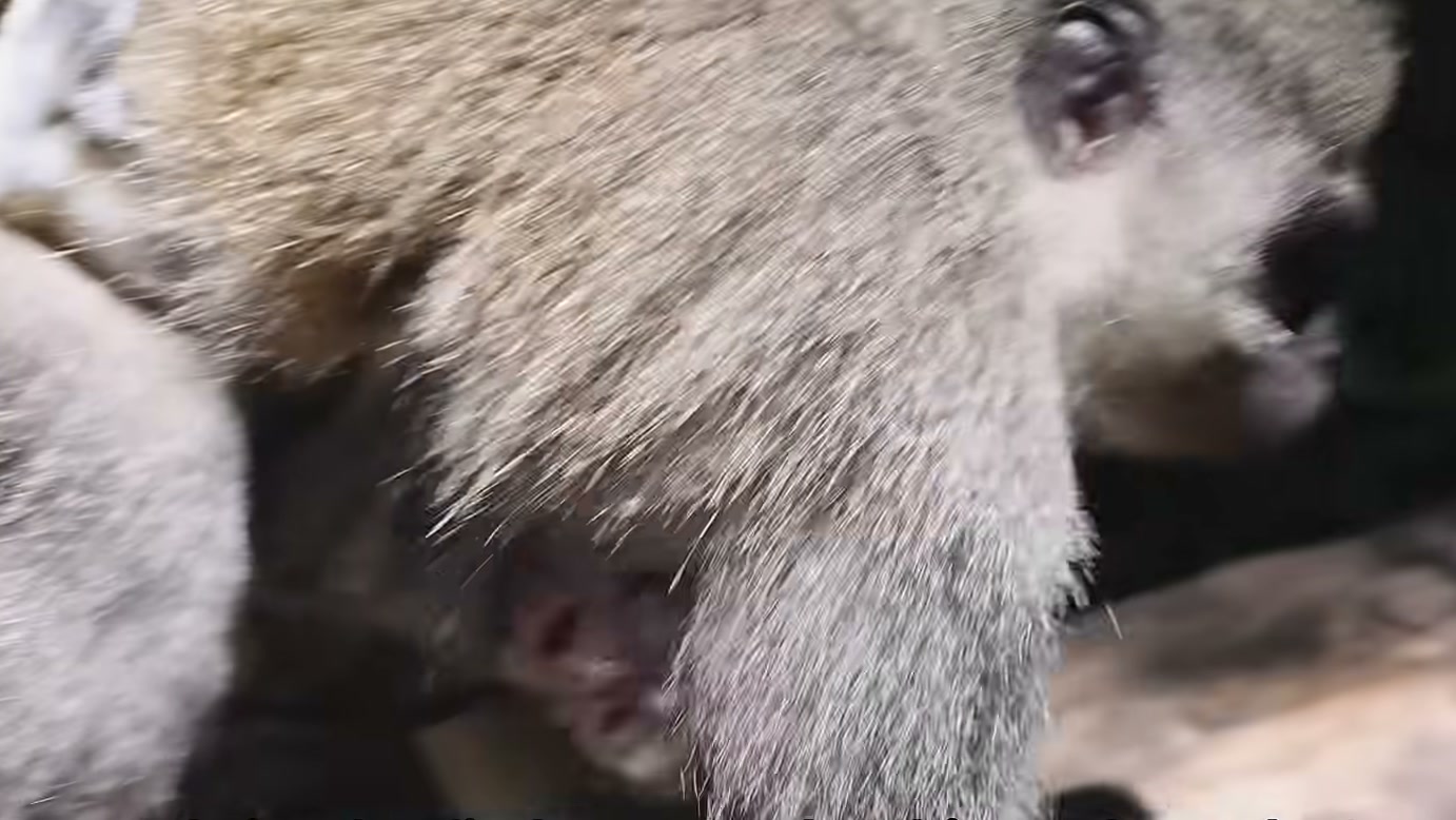 Macaca leva filhote para o alto das árvores para escapar de predadores, mas uma águia chega por cima e muda a ameaça na narrativa do vídeo