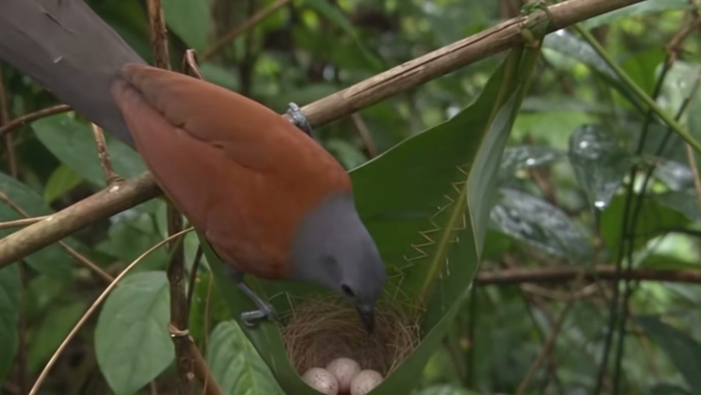 Macaco agarra cauda de colugo e impede sua fuga, mas a chegada de uma ave de rapina transforma a disputa na narrativa do vídeo