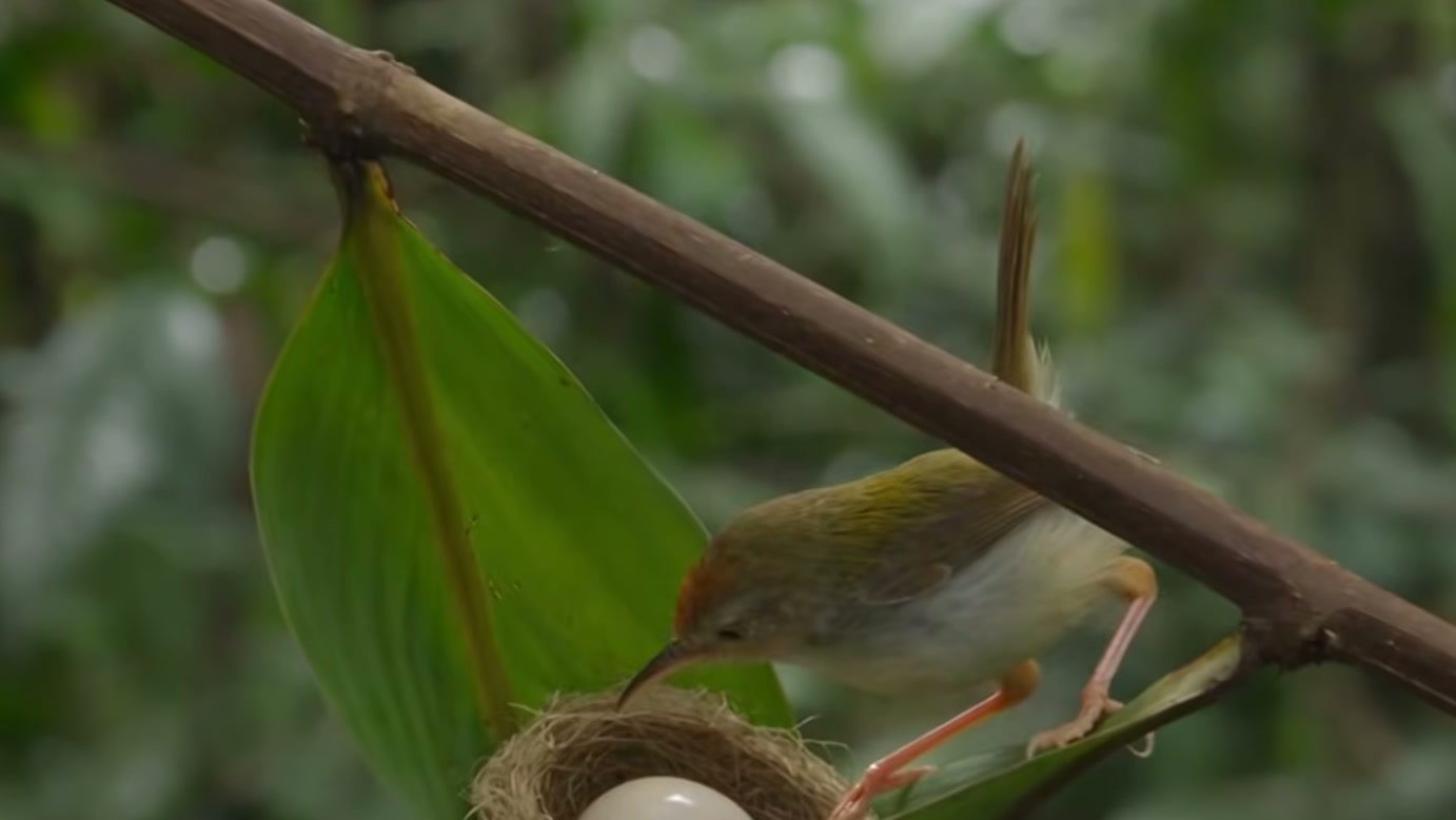 Macaco agarra cauda de colugo e impede sua fuga, mas a chegada de uma ave de rapina transforma a disputa na narrativa do vídeo