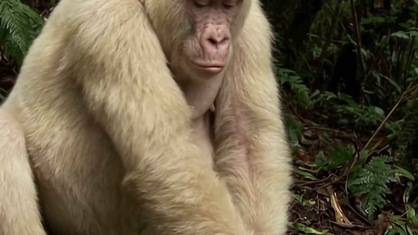 Nascimento de gorila descrito como albino ganha promessa de reação inesperada, enquanto a mãe segura o bebê e outro familiar se aproxima na história