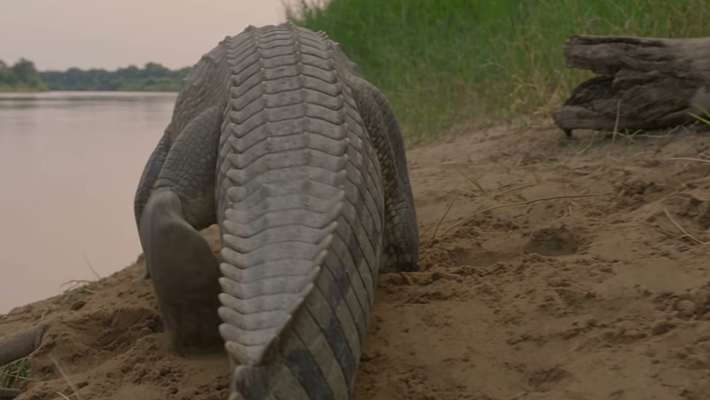 Cães-selvagens cercam lagarto após invasão de ninho de crocodilo, e um deles agarra sua cauda durante tentativa de fuga em história fictícia