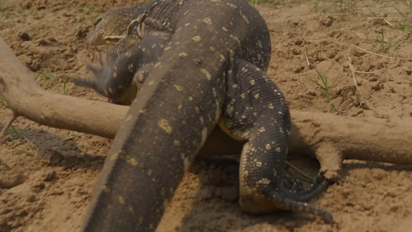 Cães-selvagens cercam lagarto após invasão de ninho de crocodilo, e um deles agarra sua cauda durante tentativa de fuga em história fictícia