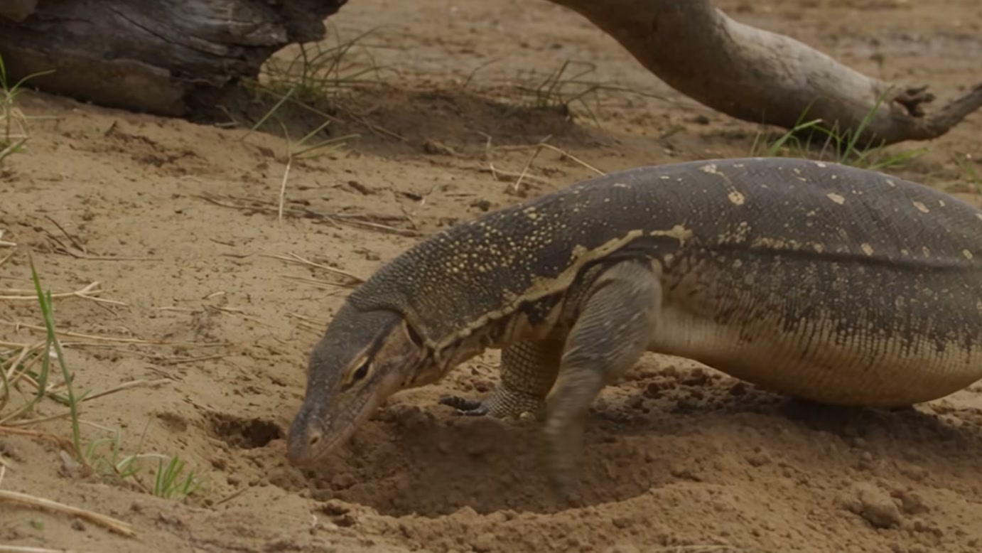 Cães-selvagens cercam lagarto após invasão de ninho de crocodilo, e um deles agarra sua cauda durante tentativa de fuga em história fictícia