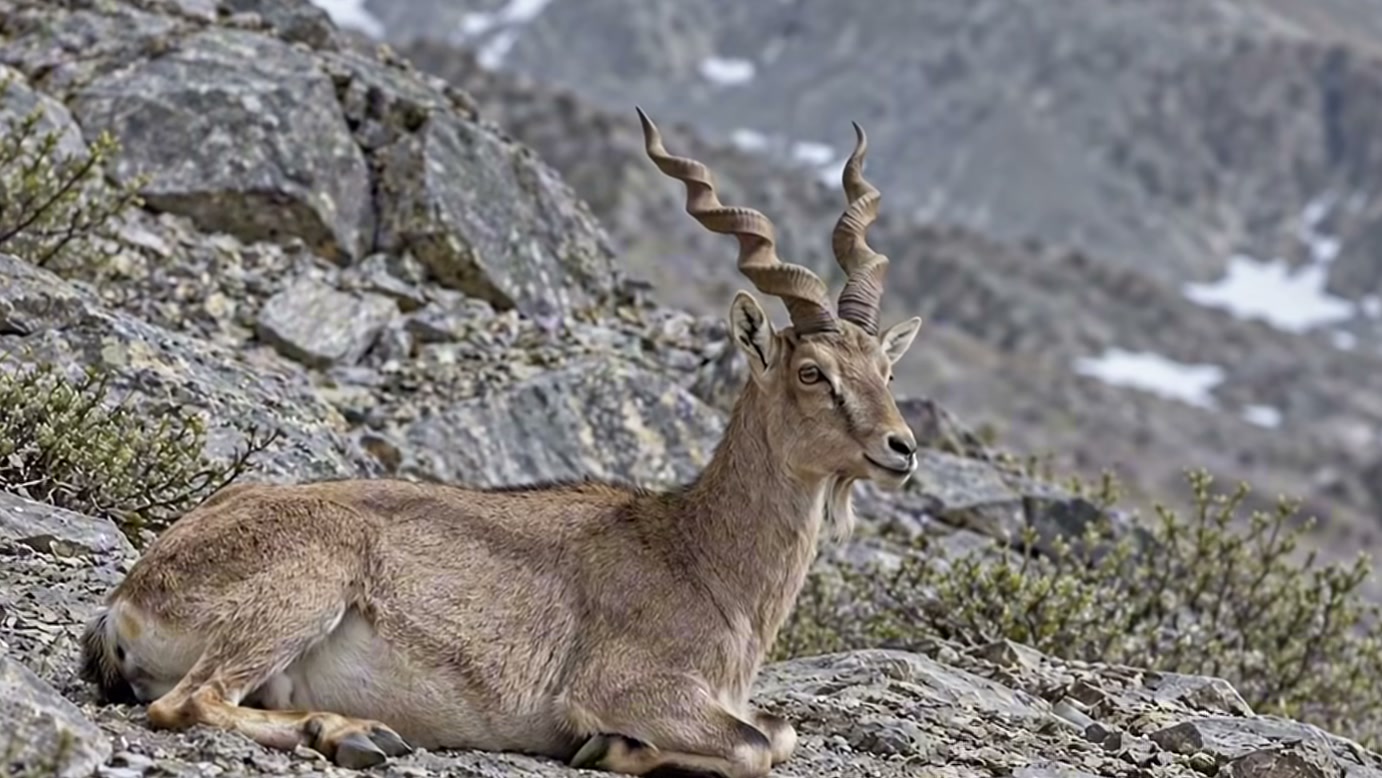 Filhote de markhor mal consegue ficar em pé após nascer em penhasco, mas precisa atravessar uma fenda com um lince por perto na narrativa do vídeo