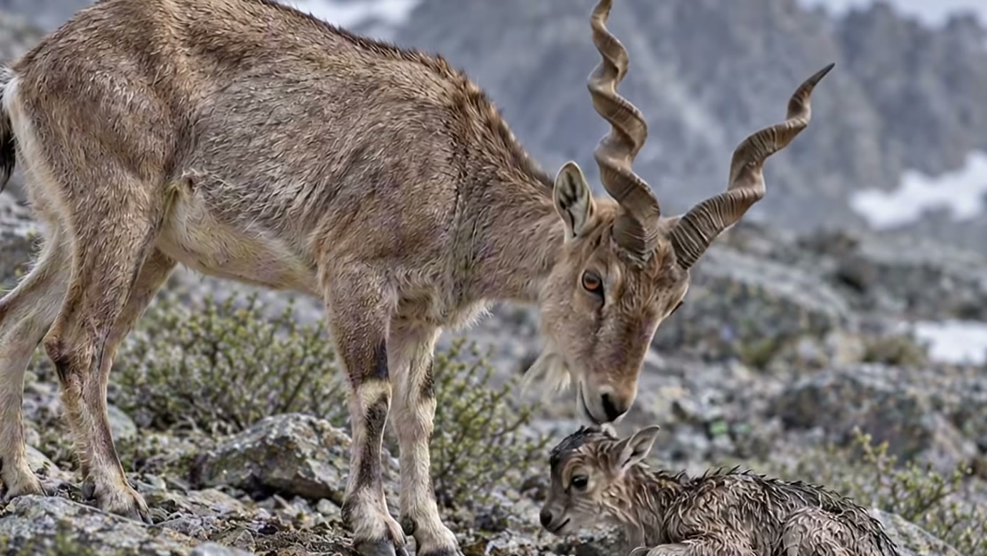 Filhote de markhor mal consegue ficar em pé após nascer em penhasco, mas precisa atravessar uma fenda com um lince por perto na narrativa do vídeo