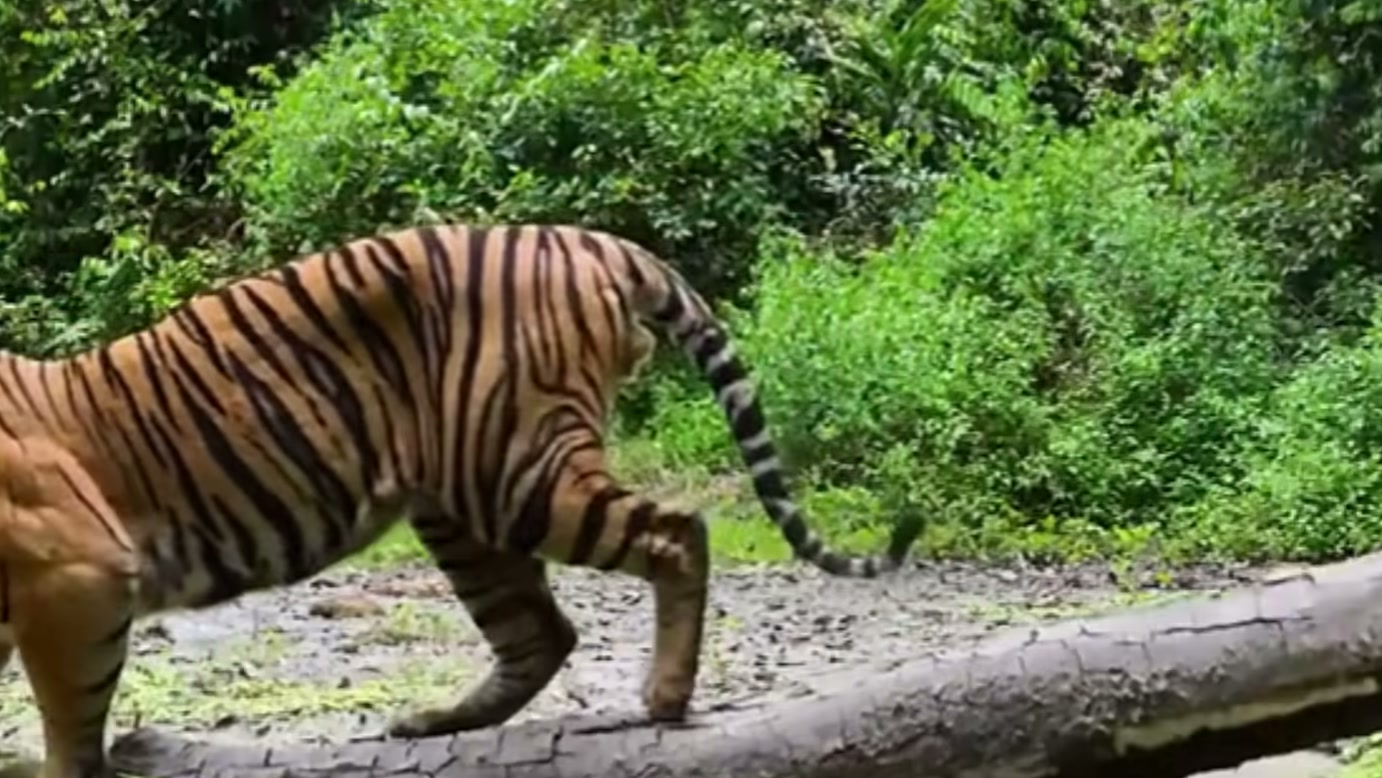 Tigre enfrenta píton que cai de uma árvore na narrativa de WILD KERINCI, mas a ameaça que cerca sua sobrevivência vai além daquele confronto