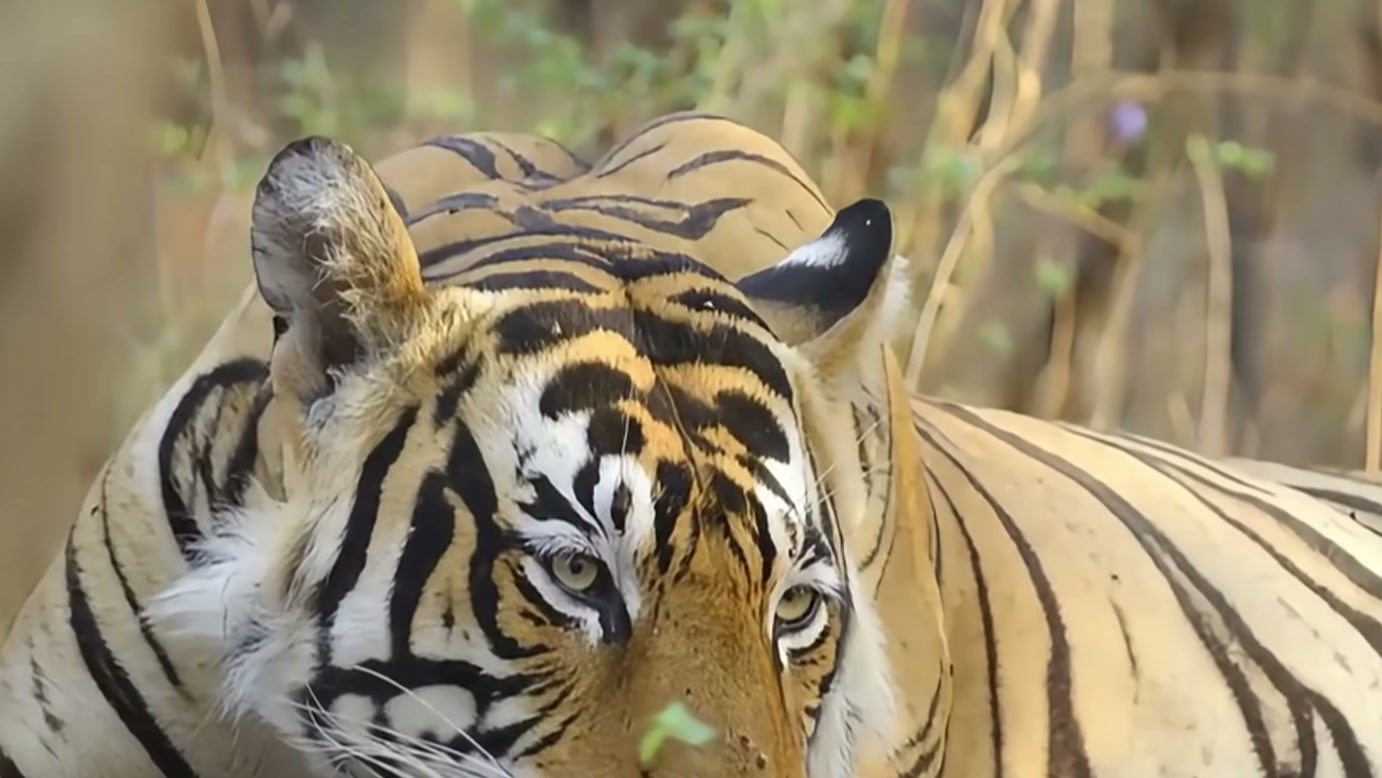 Tigre enfrenta píton que cai de uma árvore na narrativa de WILD KERINCI, mas a ameaça que cerca sua sobrevivência vai além daquele confronto
