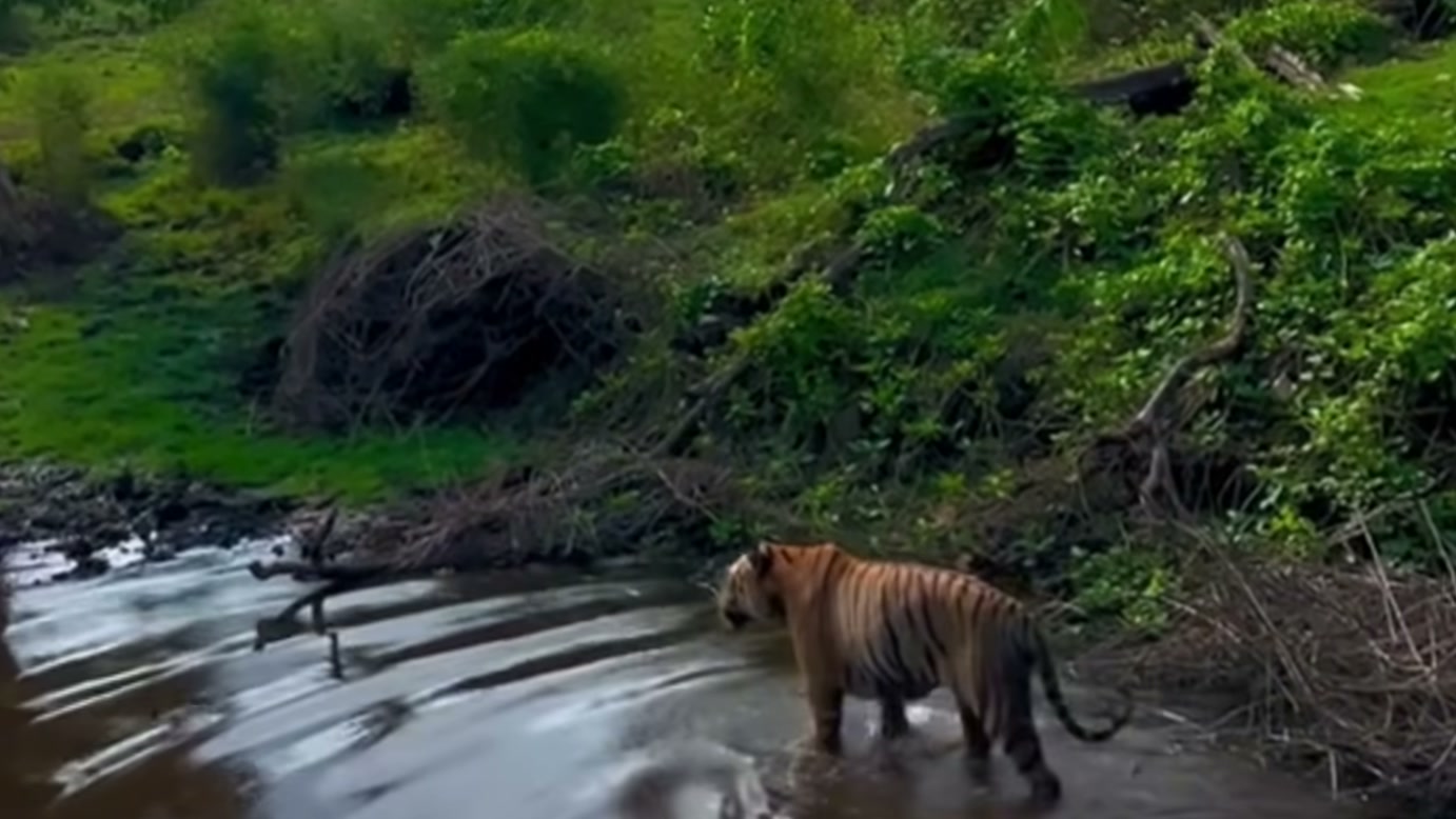 Tigre enfrenta píton que cai de uma árvore na narrativa de WILD KERINCI, mas a ameaça que cerca sua sobrevivência vai além daquele confronto