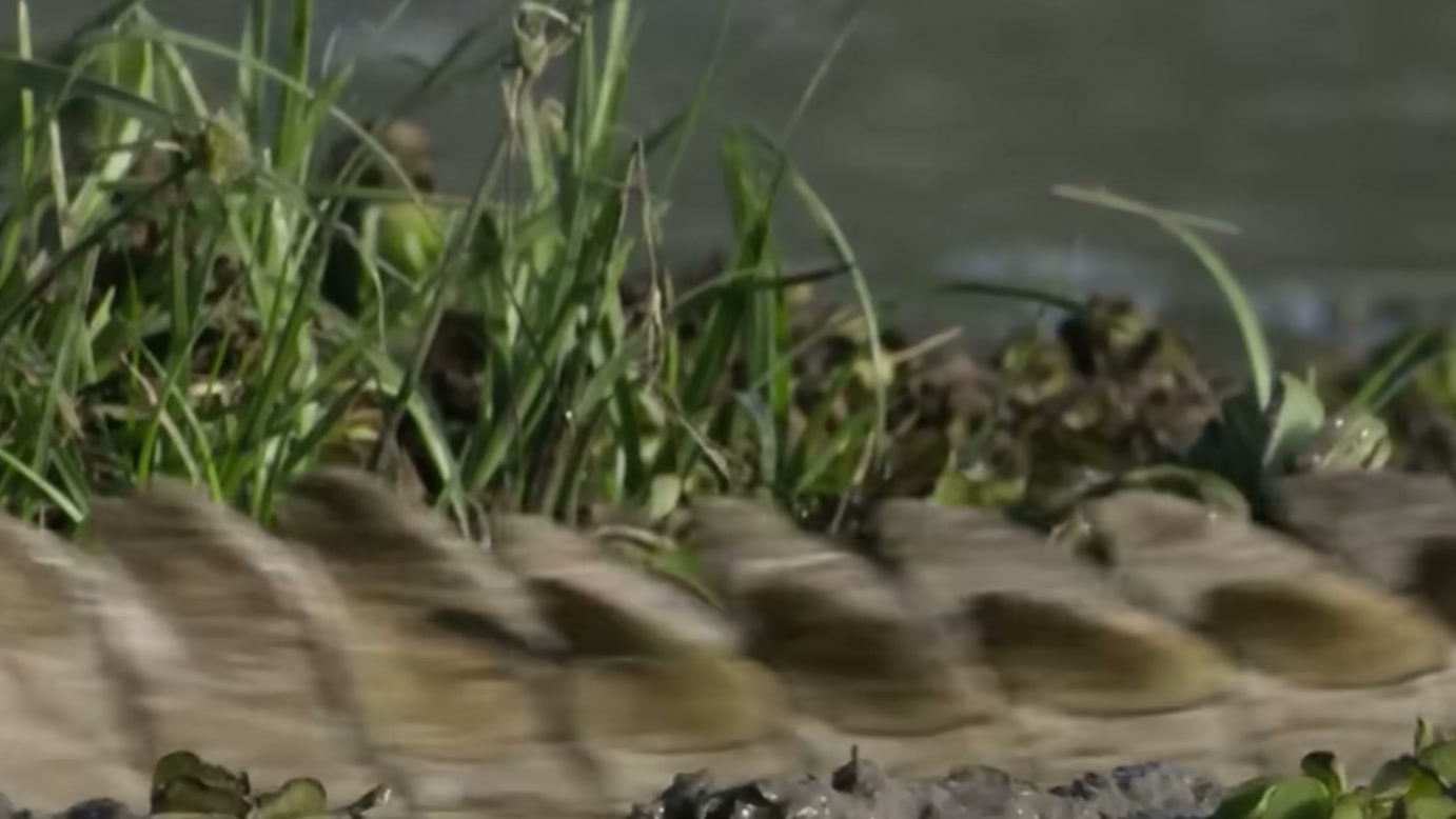 Cão-selvagem se aproxima do rio para beber água, mas ataque de crocodilo mobiliza a matilha e leva a uma tentativa de resgate sem sucesso