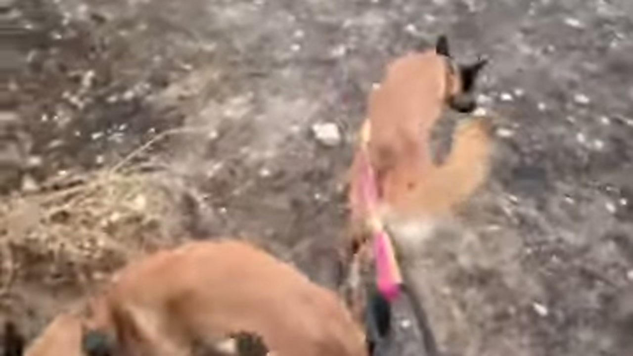 Canal apresenta uma caverna na Espanha como espaço de diversão para cães resgatados, mas também busca apoio para construir seu próprio centro de resgate