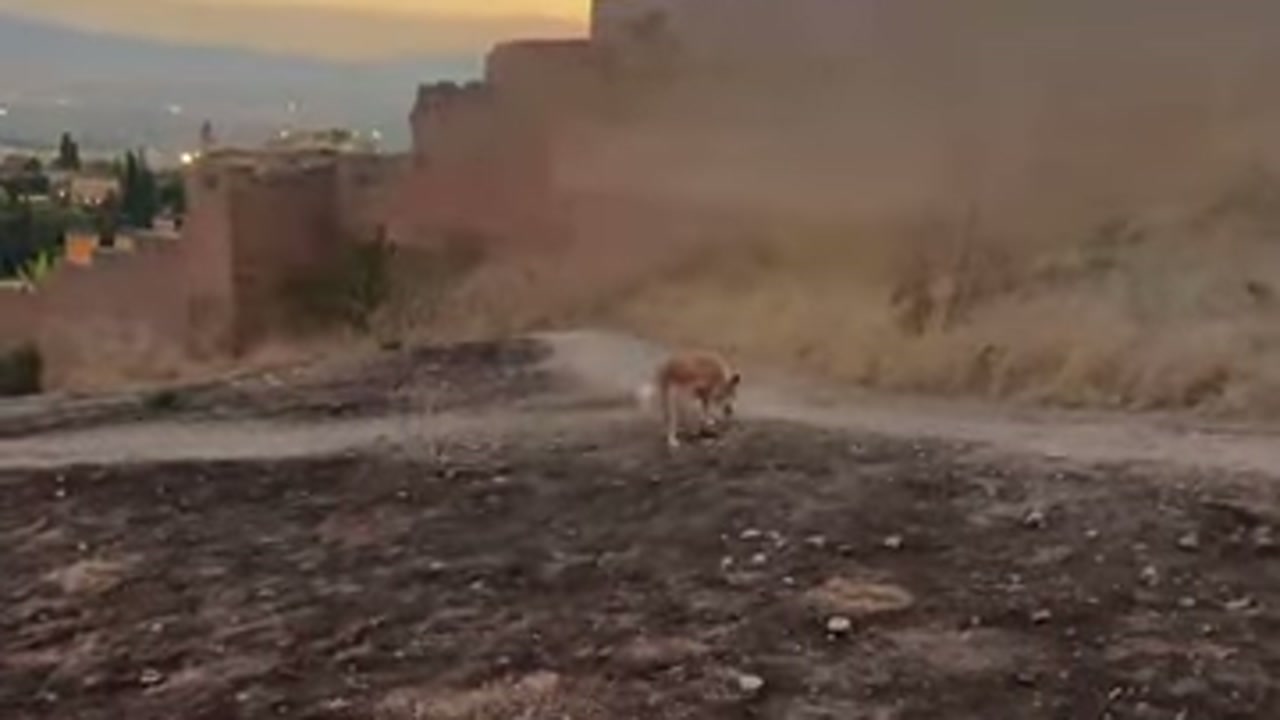 Canal apresenta uma caverna na Espanha como espaço de diversão para cães resgatados, mas também busca apoio para construir seu próprio centro de resgate