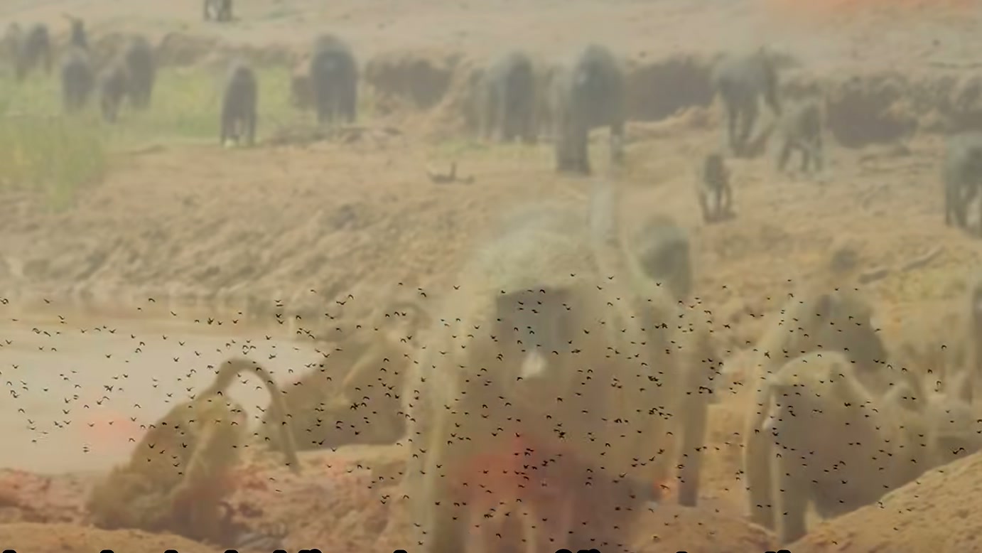 A força de um leão encontra resistência na união dos babuínos, segundo documentário que coloca a proteção do grupo no centro da história