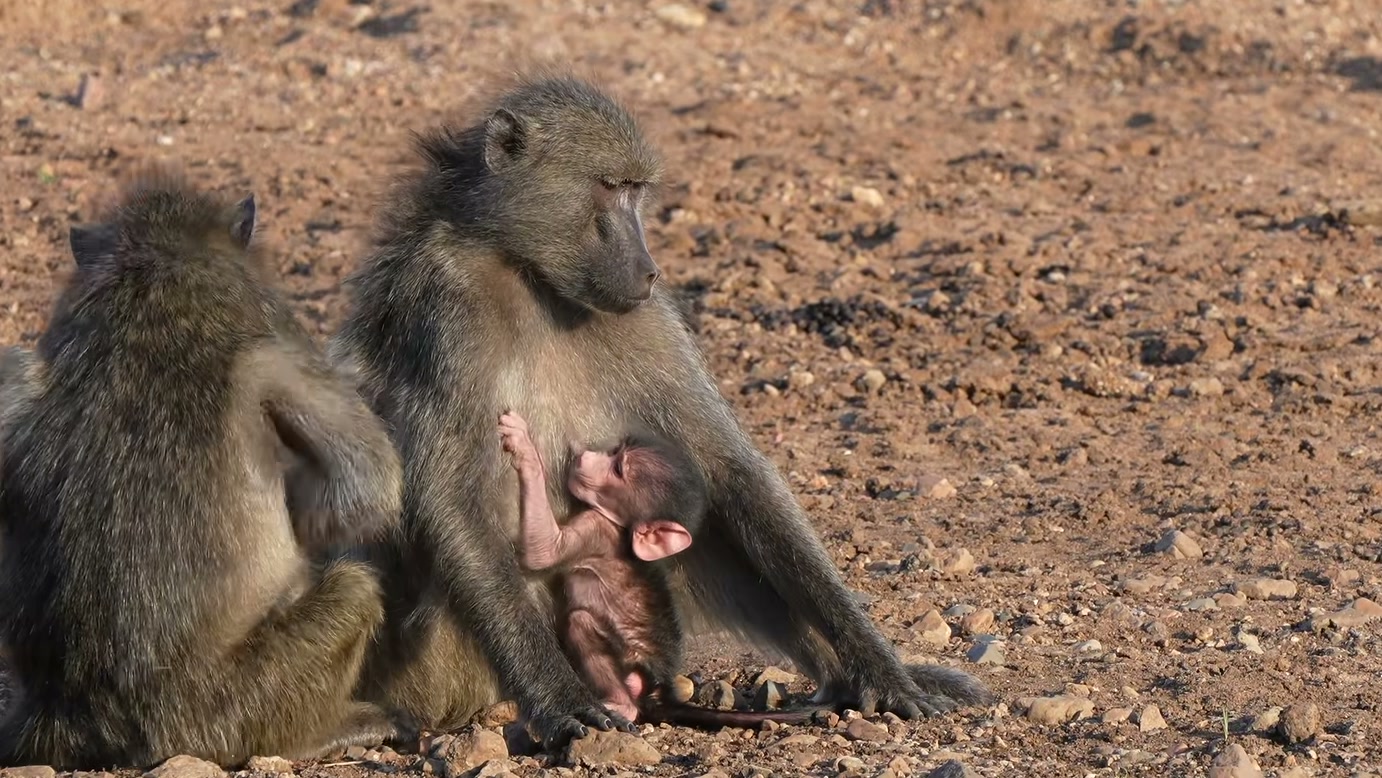 A mãe é uma leoa, mas a protetora é uma babuína: Tethered Wilds apresenta encontro entre espécies em narrativa ambientada no Okavango