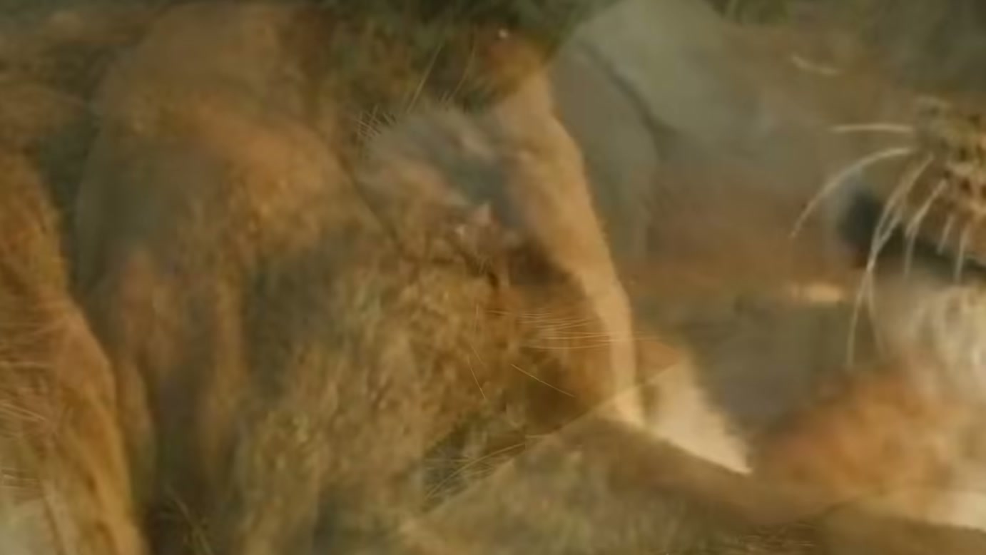 A mãe é uma leoa, mas a protetora é uma babuína: Tethered Wilds apresenta encontro entre espécies em narrativa ambientada no Okavango