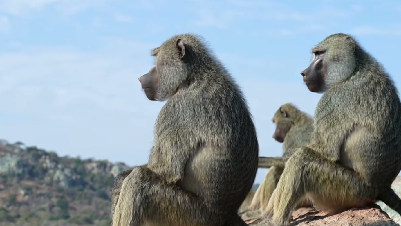 Pantera-negra mira filhote de macaco, mas reação do grupo transforma aproximação do predador em confronto na narrativa apresentada pelo Wildlife Kingdom Stories