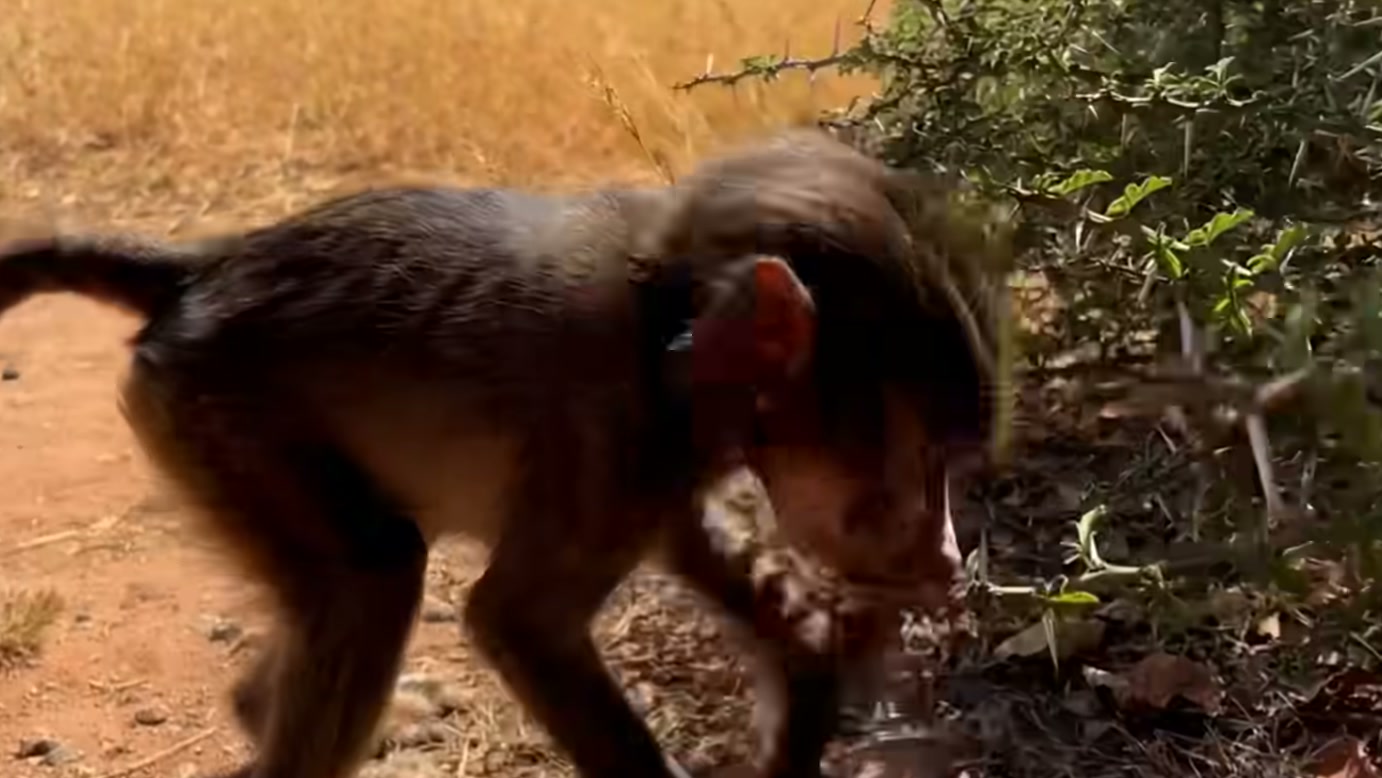 Pantera-negra mira filhote de macaco, mas reação do grupo transforma aproximação do predador em confronto na narrativa apresentada pelo Wildlife Kingdom Stories