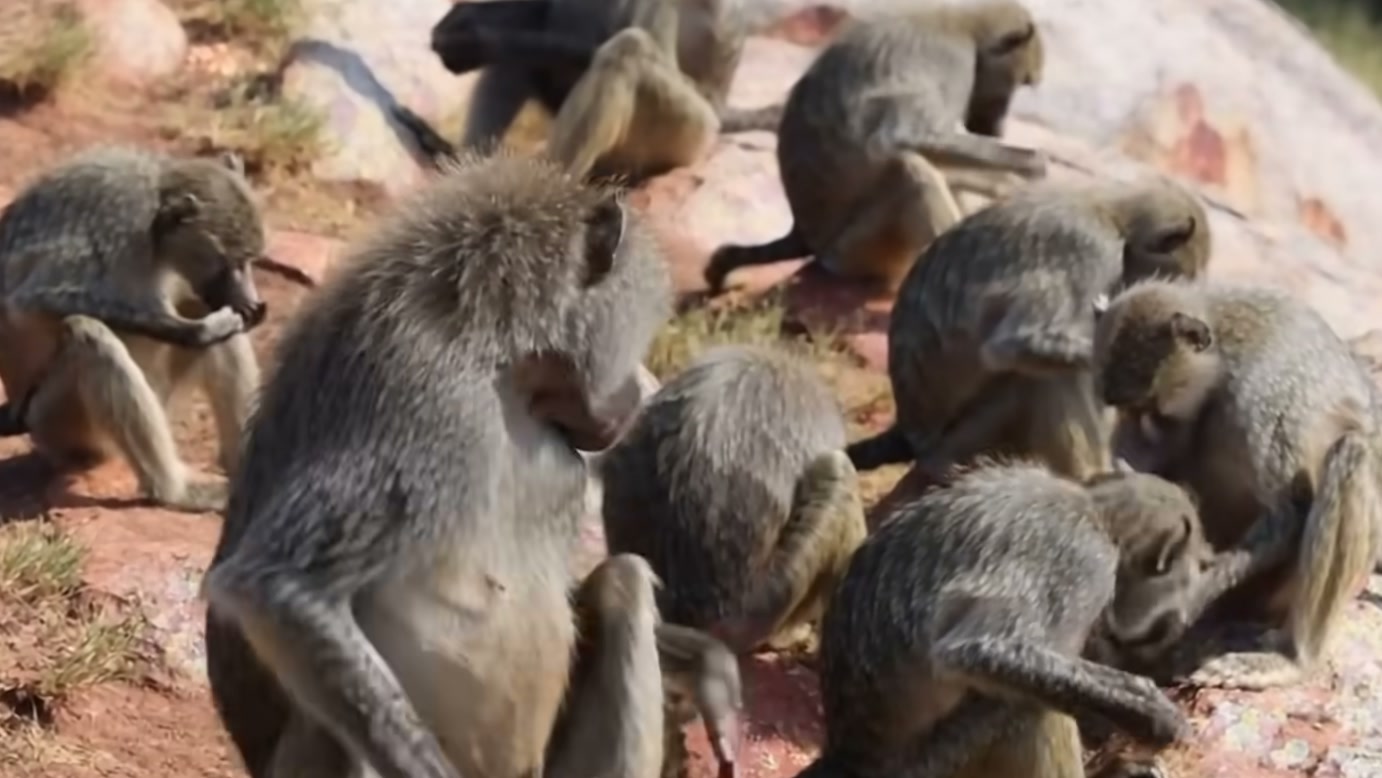 Pantera-negra mira filhote de macaco, mas reação do grupo transforma aproximação do predador em confronto na narrativa apresentada pelo Wildlife Kingdom Stories