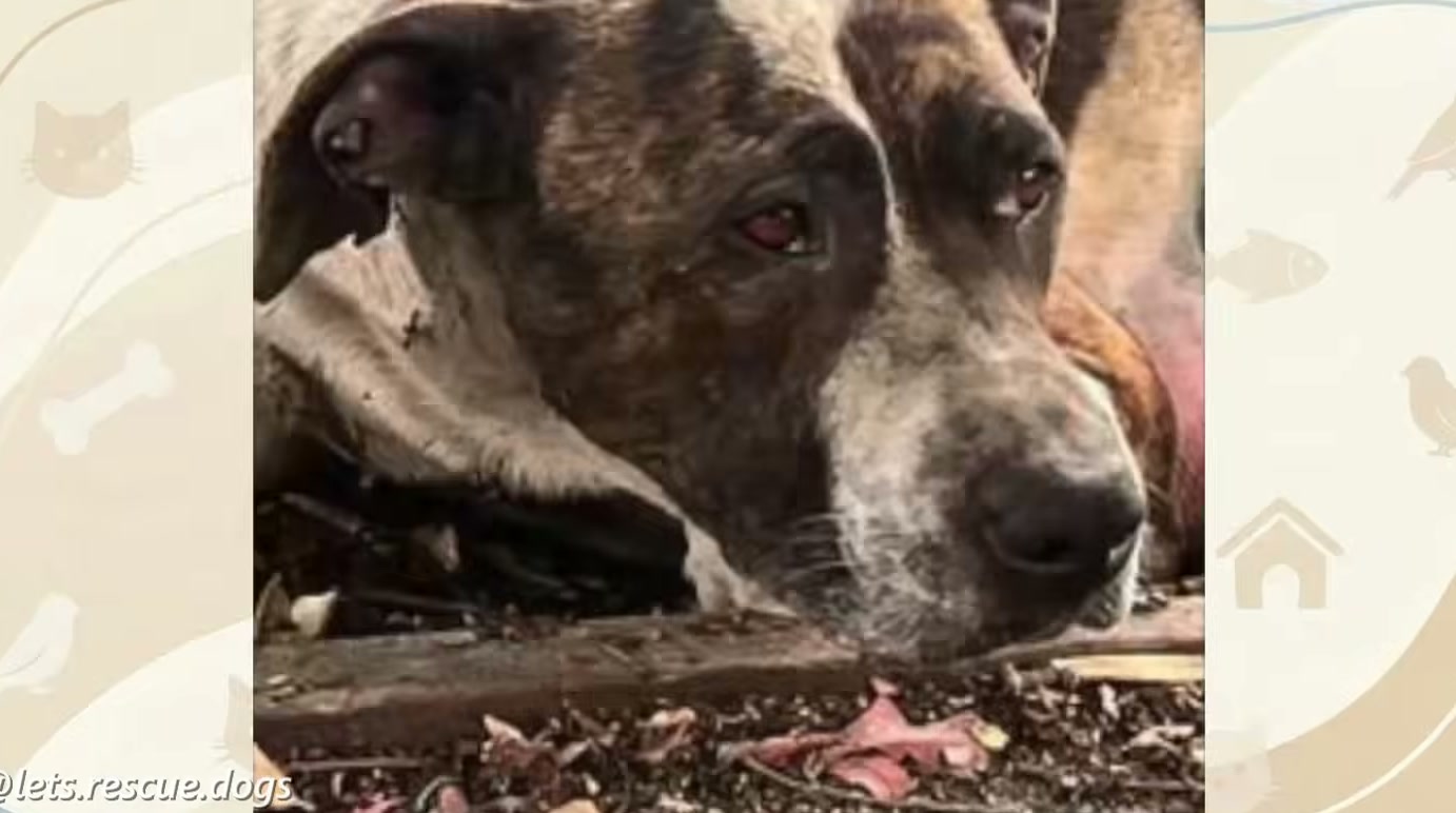 Cadela reencontra filhotes após oito horas de buscas, mas espera meses por uma família até lar temporário virar definitivo, segundo Patas e Laços