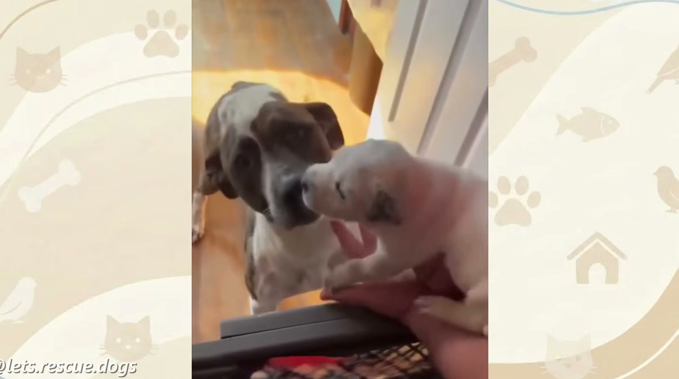 Cadela reencontra filhotes após oito horas de buscas, mas espera meses por uma família até lar temporário virar definitivo, segundo Patas e Laços