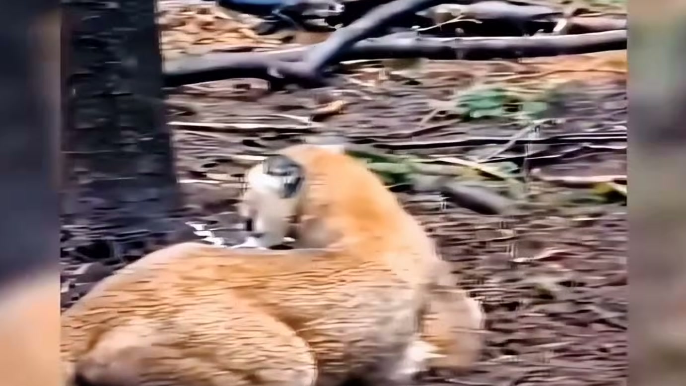Armadilha coloca uma mãe animal em perigo, mas chegada de ajuda provoca reação de medo e resistência, segundo narrativa divulgada pelo Dodo Cuet