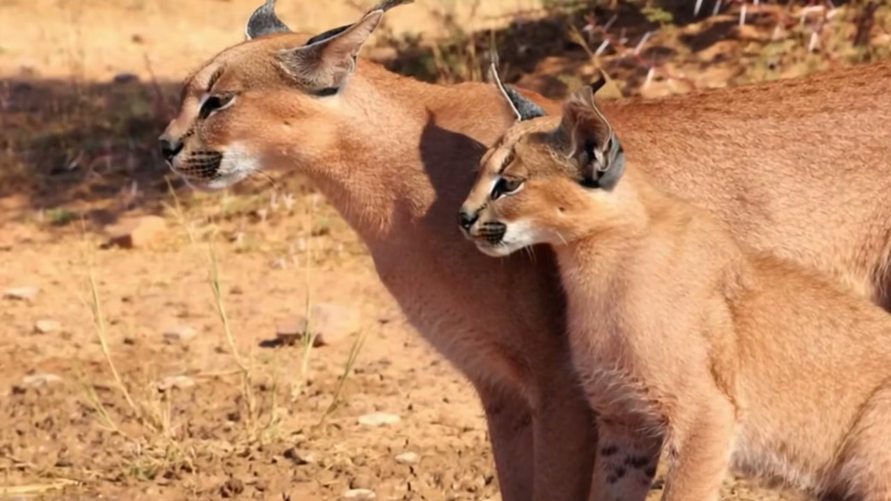 Caracal e filhote ficam encurralados em árvore por cães-selvagens, mas ataque de águia acrescenta perigo à narrativa apresentada pelo The Winter Ghost