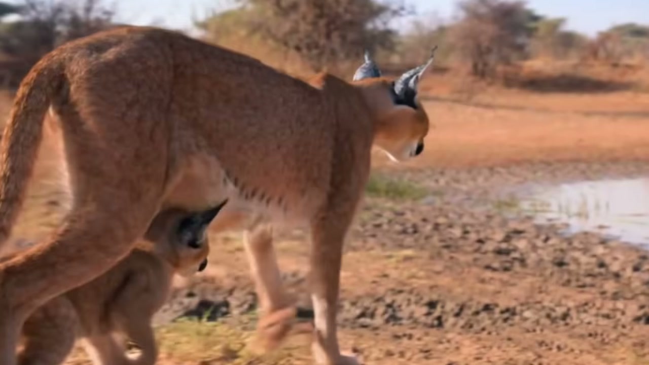 Caracal e filhote ficam encurralados em árvore por cães-selvagens, mas ataque de águia acrescenta perigo à narrativa apresentada pelo The Winter Ghost