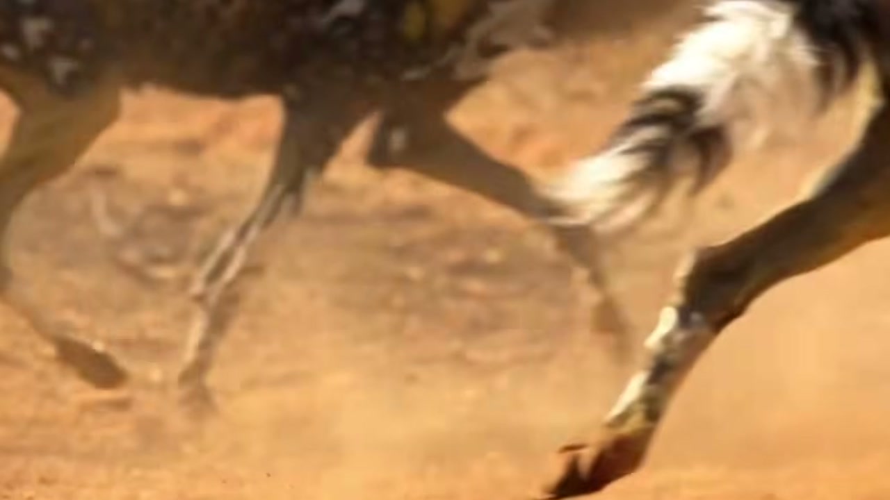 Caracal e filhote ficam encurralados em árvore por cães-selvagens, mas ataque de águia acrescenta perigo à narrativa apresentada pelo The Winter Ghost