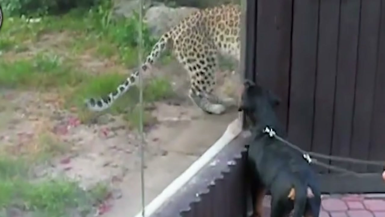 Leopardo ataca cão em varanda na narrativa do Ley de la Selva, mas animal que consegue escapar é apresentado como pastor alemão