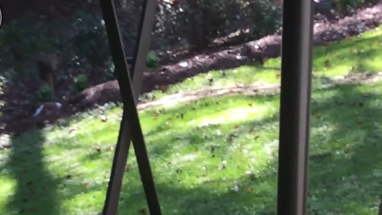 Leopardo ataca cão em varanda na narrativa do Ley de la Selva, mas animal que consegue escapar é apresentado como pastor alemão