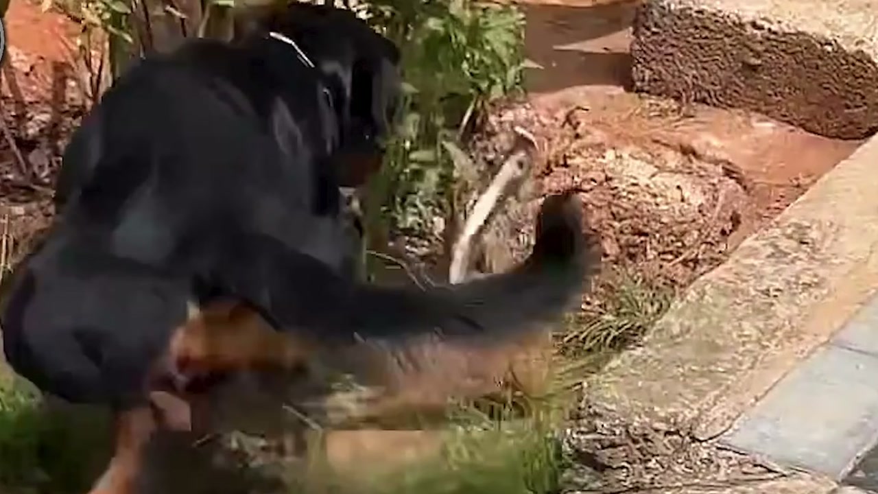 Leopardo ataca cão em varanda na narrativa do Ley de la Selva, mas animal que consegue escapar é apresentado como pastor alemão
