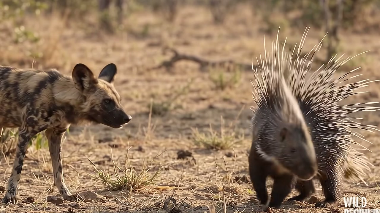 Cães-selvagens cercam porco-espinho e procuram abertura para atacar, mas defesa com espinhos leva matilha a se afastar na narrativa apresentada pelo Wild Beginnings