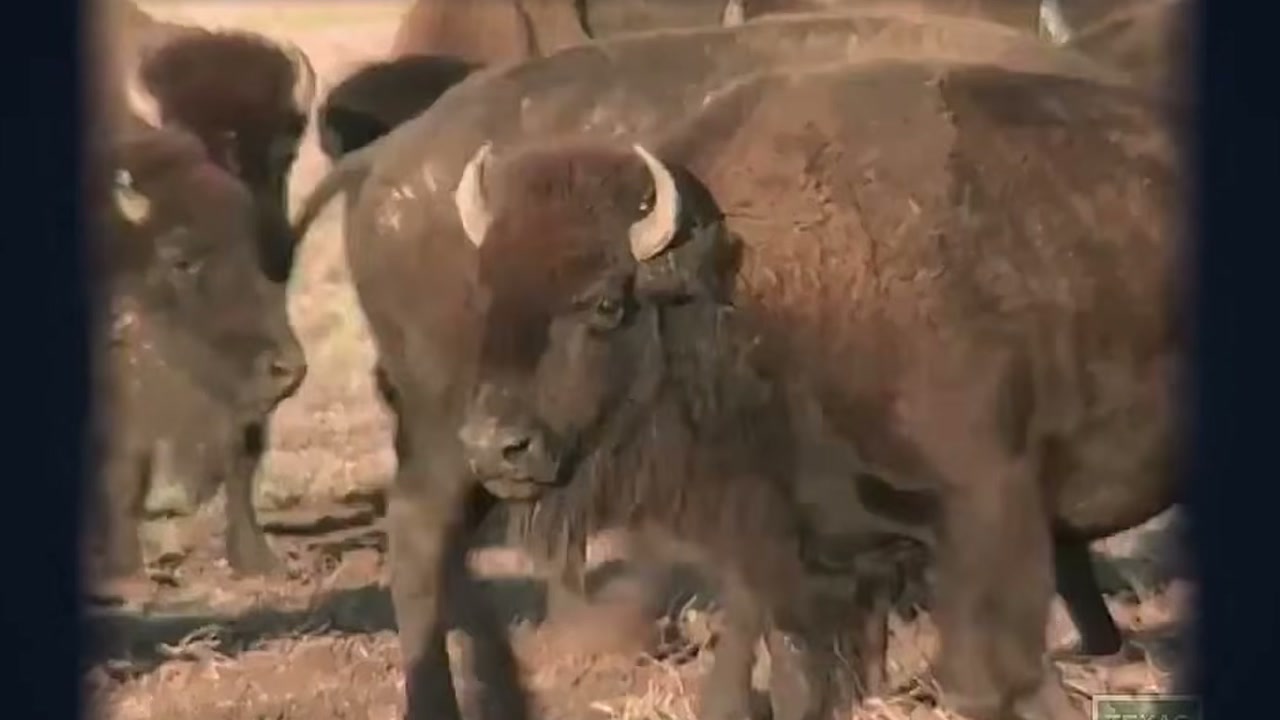Vídeo afirma que 5 mil bisões foram soltos no Texas, mas descrição não identifica projeto responsável pela recuperação ambiental atribuída aos animais